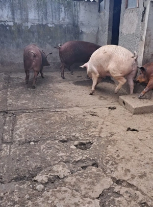 Porci de vănzare! - imagine 3