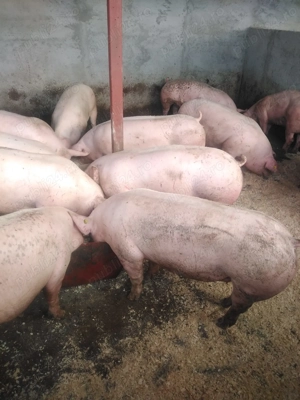 porci 80 kg