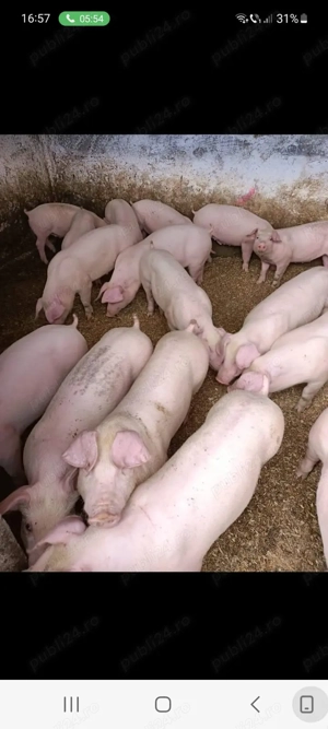 vand grasuni  - imagine 3