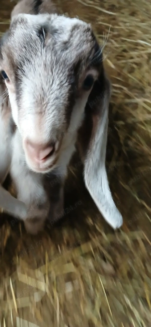 Iezi Anglo Nubian - imagine 4