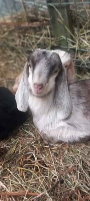 Iezi Anglo Nubian - imagine 2