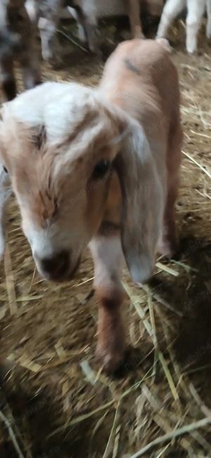 Iezi Anglo Nubian - imagine 3