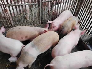 Vand Purcei Marel Alb cu Landrace si Porcii - imagine 2