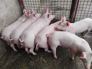 Vand Purcei Marel Alb cu Landrace si Porcii