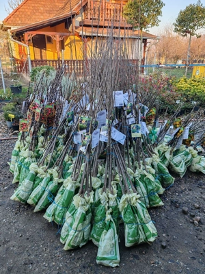 Pomi columnari cu rădăcină ambalata anul 2,3,4