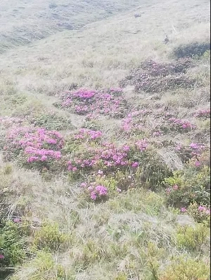 Teren extravilan la munte, in Nucsoara Arges - imagine 5