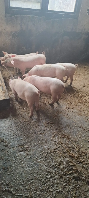 Vînd  purcei 11 săptămîni landras_marele alb