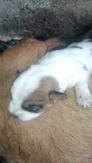 Catei soricari - imagine 4