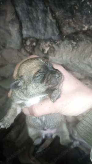 Catei soricari - imagine 5