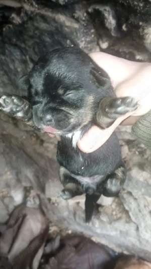 Catei soricari - imagine 2