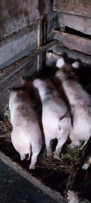 Vând porci - imagine 4