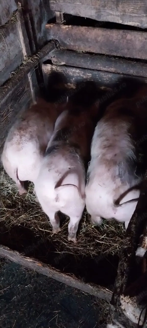 Vând porci - imagine 2