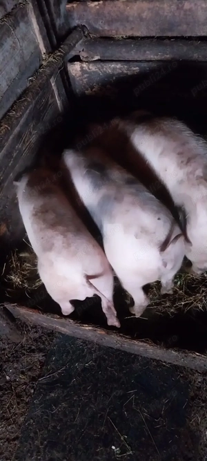 Vând porci - imagine 3