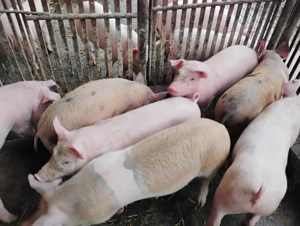 Vand Purcei Marel Alb cu Landrace si Duroc - imagine 2