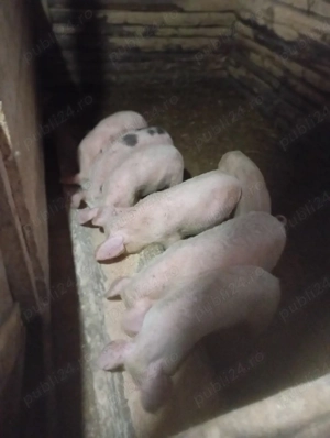 purcei de vânzare  - imagine 4