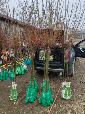 Salcie japoneza și curgătoare 