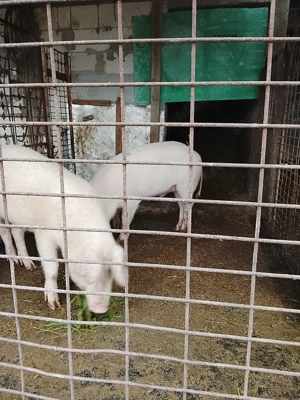 Vând 2 masculi castrați marele alb - imagine 3