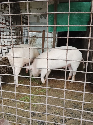 Vând 2 masculi castrați marele alb - imagine 4