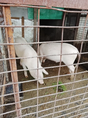 Vând 2 masculi castrați marele alb - imagine 2