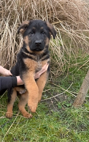 Pui ciobănesc german cu pedigree  - imagine 2