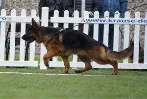 Pui ciobănesc german cu pedigree  - imagine 3