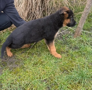 Pui ciobănesc german cu pedigree 