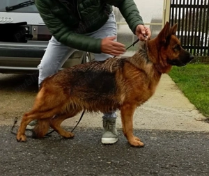 Pui ciobănesc german cu pedigree  - imagine 4