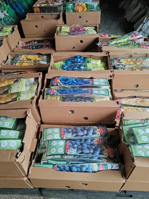 Vita de vie cu rădăcină ambalata anul 2 și 3