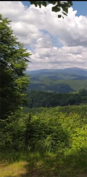 Teren extravilan la munte, in Nucsoara Arges - imagine 6