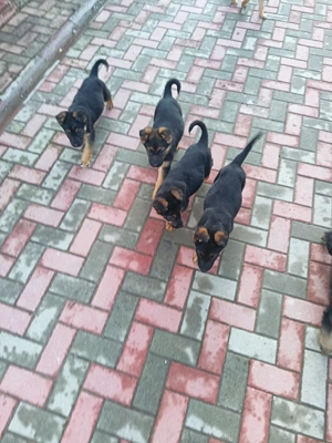 Ciobanesc german vaccinați deparazitați vârstă 3 luni  - imagine 3