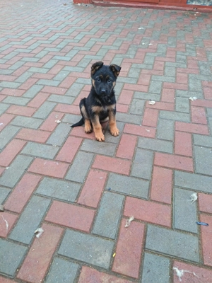 Ciobanesc german vaccinați deparazitați vârstă 3 luni  - imagine 4