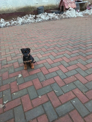 Ciobanesc german vaccinați deparazitați vârstă 3 luni  - imagine 2