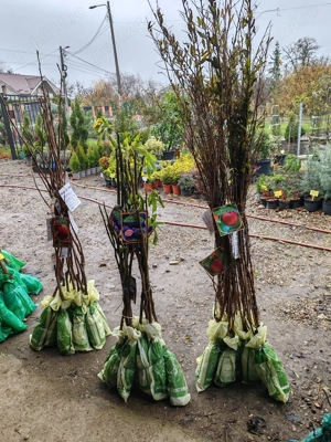 Kaki, smochin ,rodiu cu rădăcină ambalata anul 2