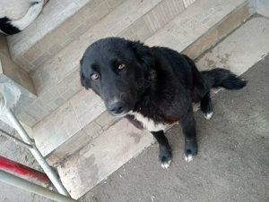 Vând doua Cățele!  - imagine 2