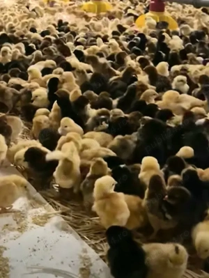 Vând incubatorul de 128 0uă de găini sau schimb cu cereale.  - imagine 5