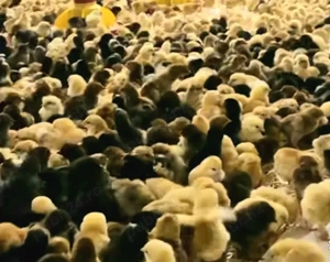 Vând incubatorul de 128 0uă de găini sau schimb cu cereale.  - imagine 4