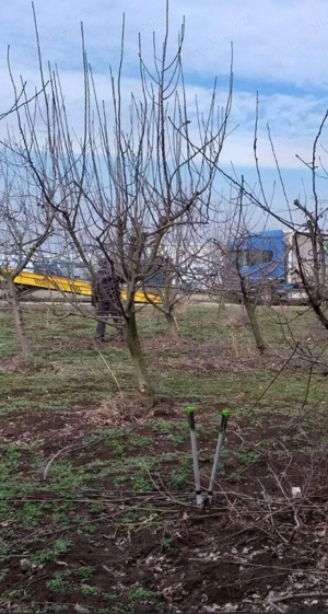 Prestez servicii în pomicultură - curatam pomi