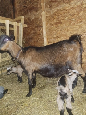 Vând capre alpine franceze  - imagine 3