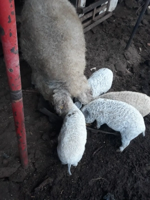 Purcei Mangalita   - imagine 4