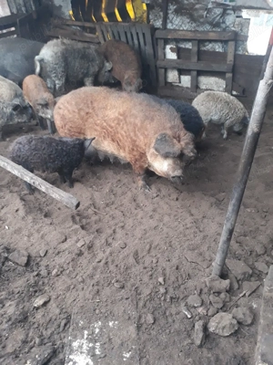 Purcei Mangalita   - imagine 3