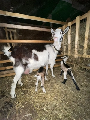 Vând capre alpine franceze  - imagine 2