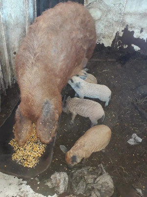 Purcei Mangalita   - imagine 2