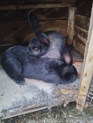 Vând două femele de 7 luni !