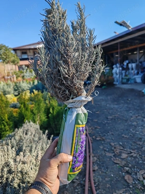 Tufa de lavandă cu rădăcină ambalata 