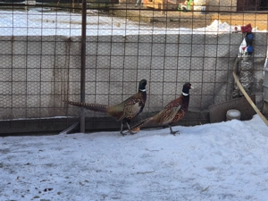 2 masculi fazan comun