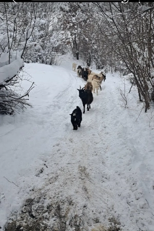 vand sau schimb 15 capre pe niste carlani,caprele sunt deafata ,4 iede de anu acesta 1 tap si 10 cap - imagine 2