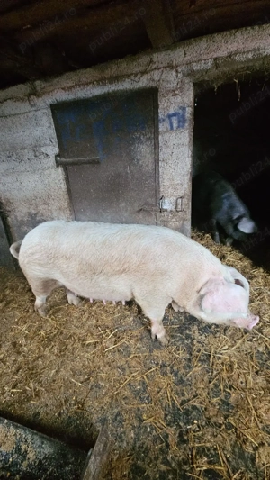 Vând scroafă pentru abator ! - imagine 2