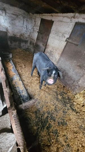 Vând purcel!  - imagine 2