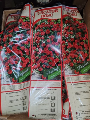 Trandafir urcator  cu rădăcină ambalata 