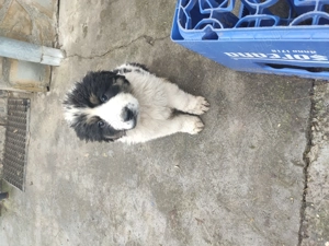 Vând cățelușa Ciobanesc de Bucovina - imagine 5